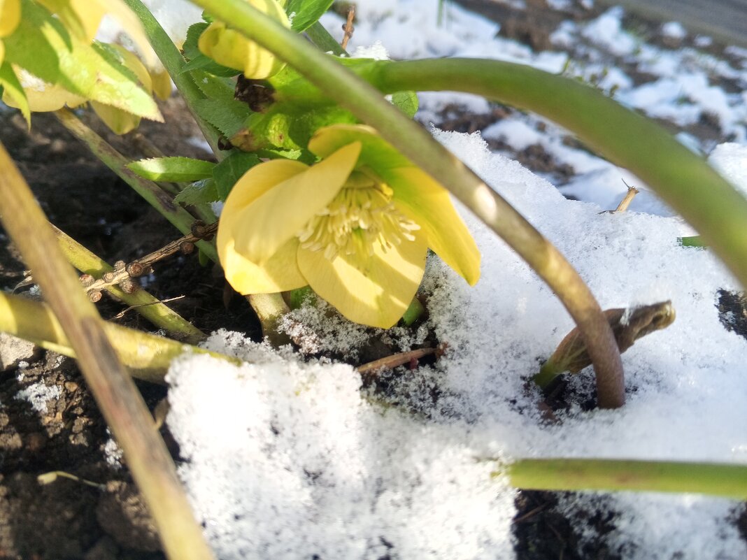 Морозник - Сапсан 