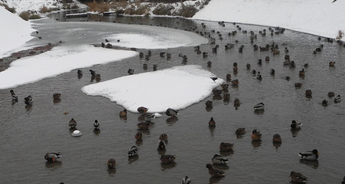 На мелководье - Мария - Maria