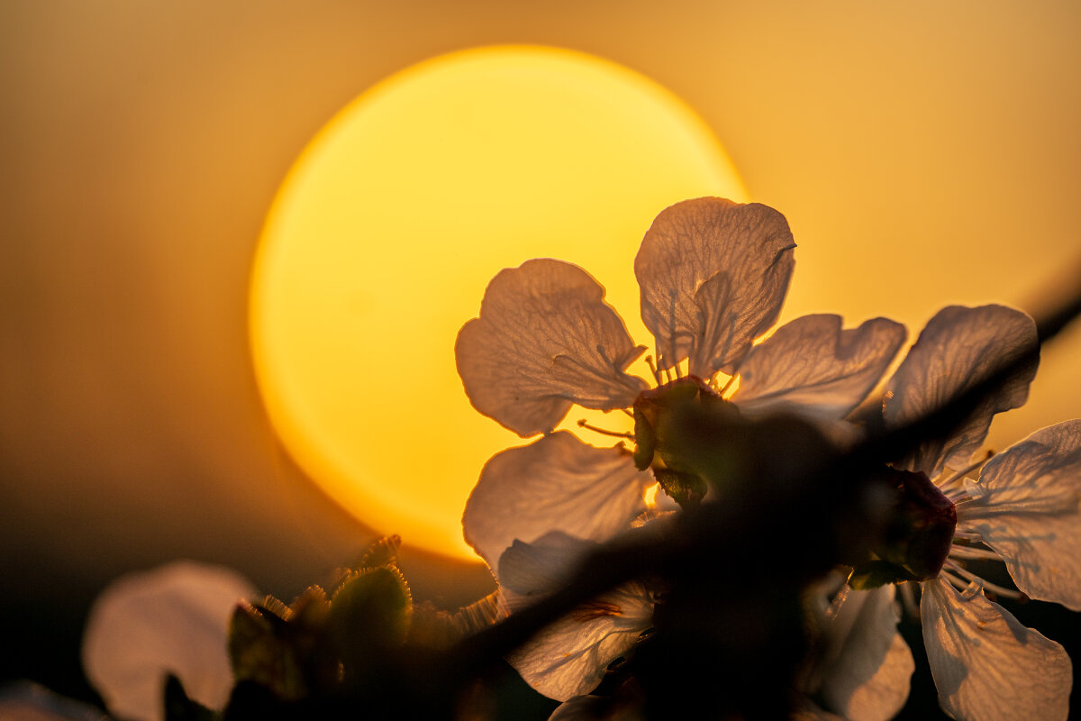 На рассвете - Referee (Дмитрий) На рассвете - Referee (Дмитрий)