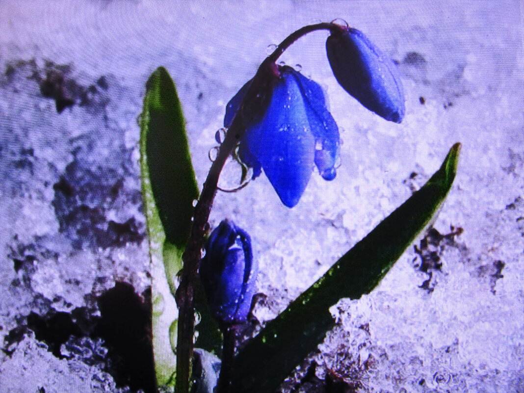 Нежность - Людмила Смородинская Нежность - Людмила Смородинская