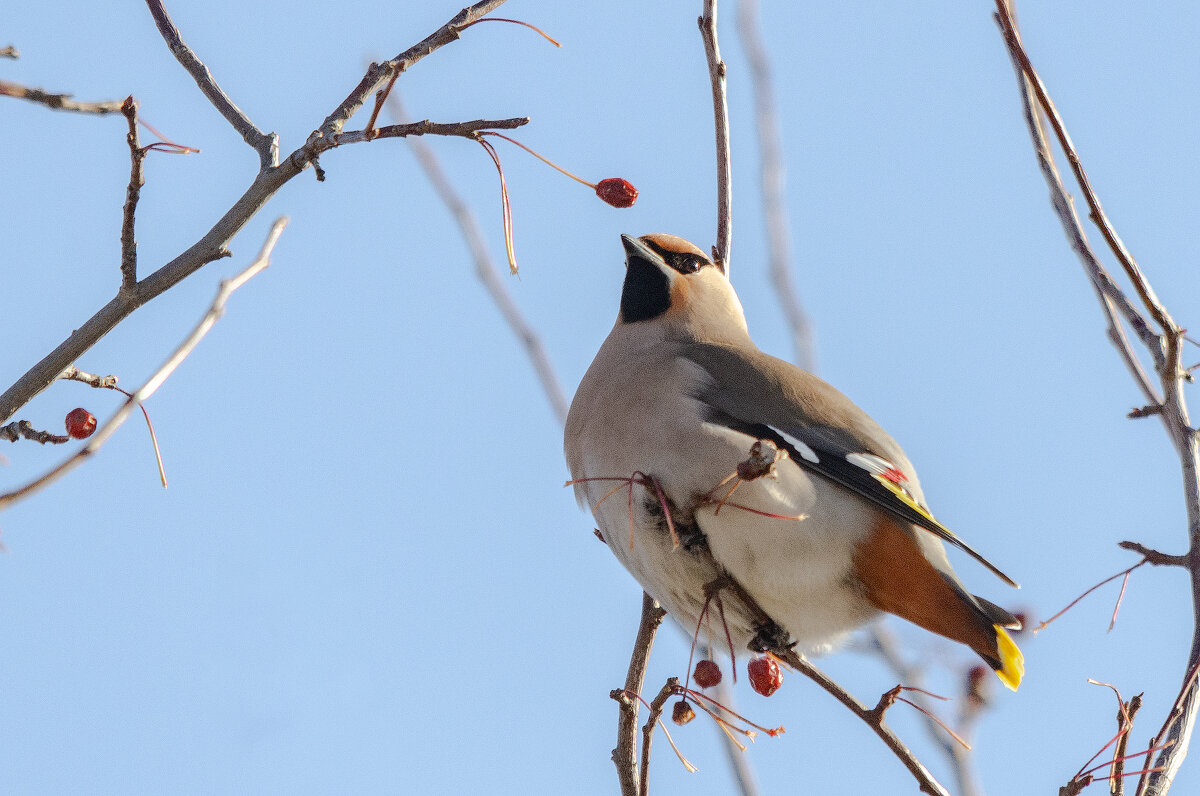 Свиристель. - Виктор Иванович Чернюк Свиристель. - Виктор Иванович Чернюк