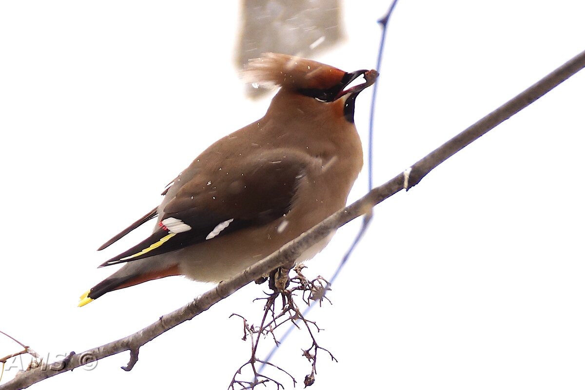 Свиристель - kolyeretka Свиристель - kolyeretka
