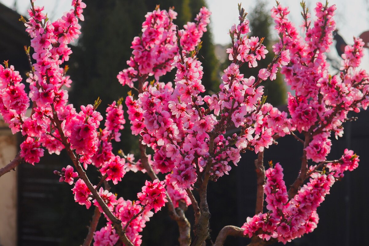 Персиковое утро - Юрий. Шмаков