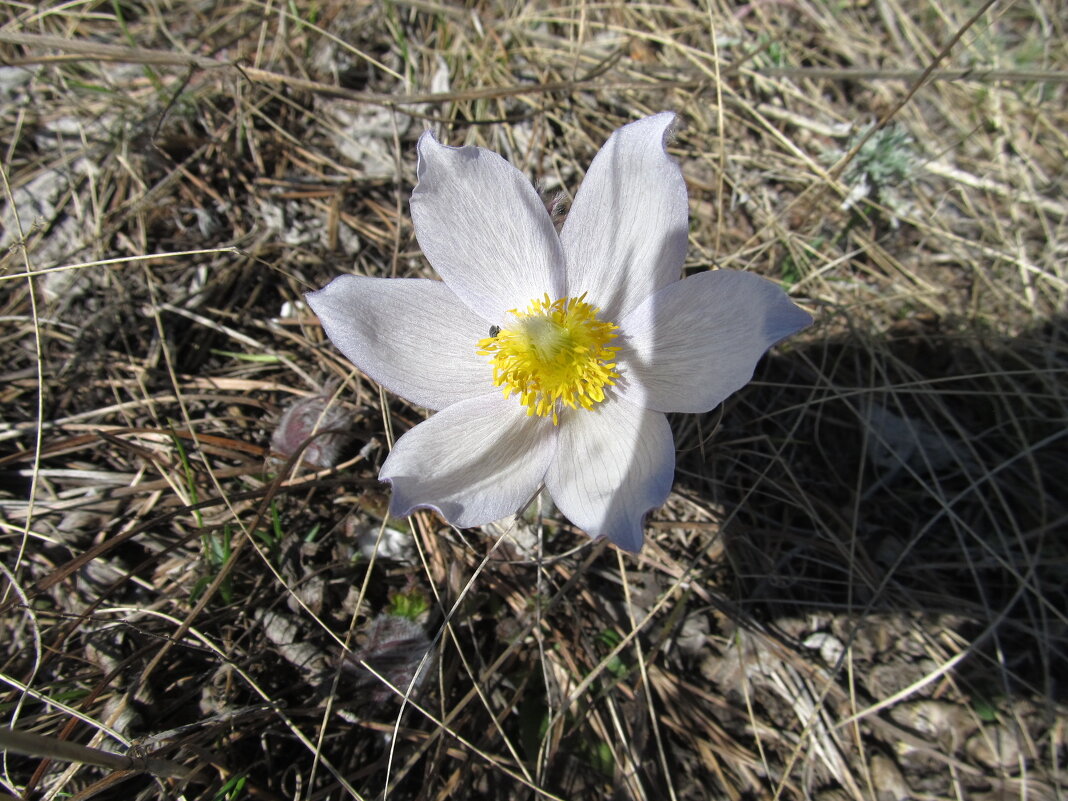 радость первых цветов - Елена Шаламова радость первых цветов - Елена Шаламова