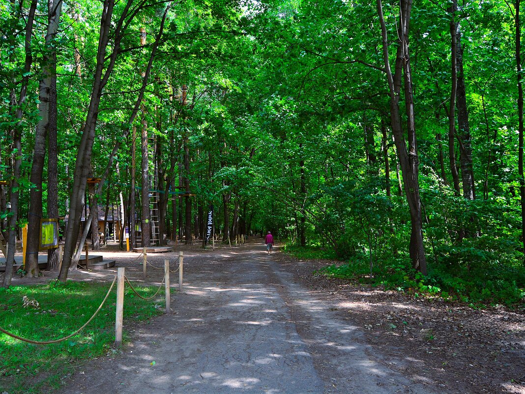 Чебоксары. Дорожно-тропиночный маршрут №1 рощи Гузовского. - Пётр Чернега Чебоксары. Дорожно-тропиночный маршрут №1 рощи Гузовского. - Пётр Чернега