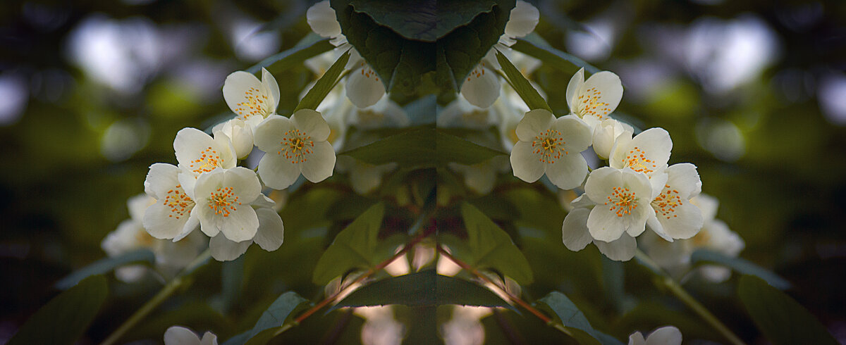 Жасмин - Владимир Кроливец