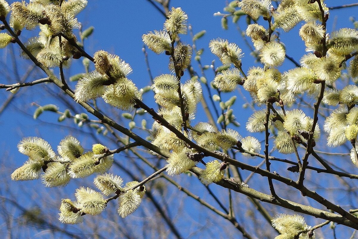 Ива остролистная - Рита Симонова Ива остролистная - Рита Симонова