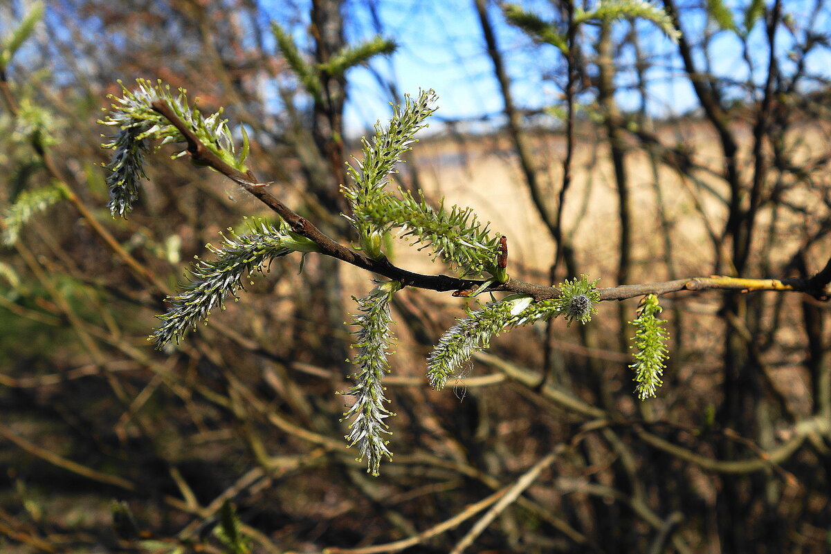 Ива козья - Рита Симонова Ива козья - Рита Симонова