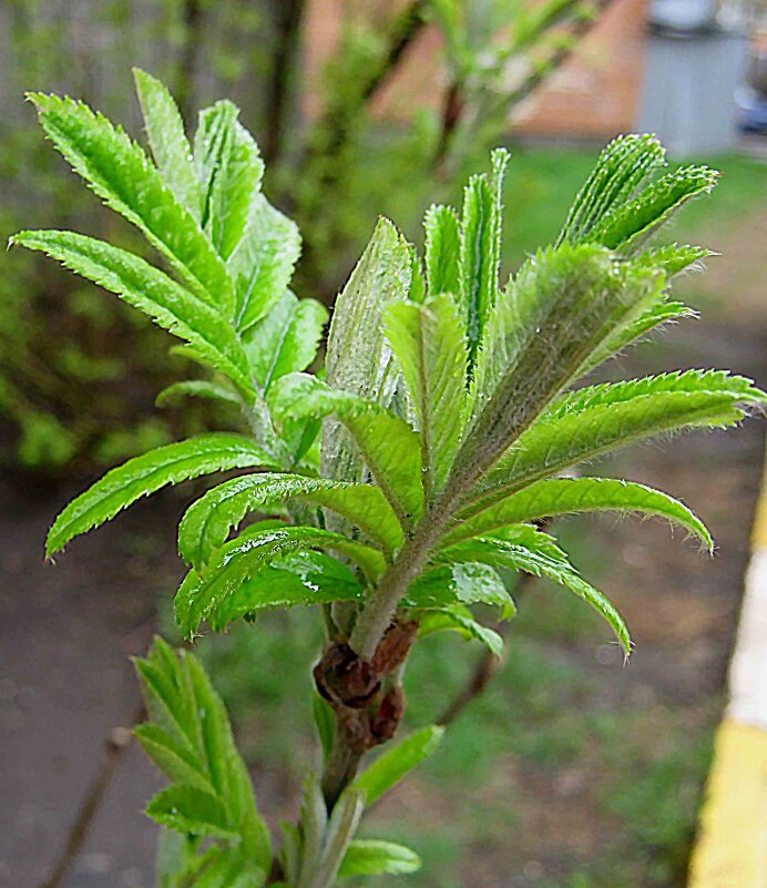 Весенняя мелодия - Елена Семигина