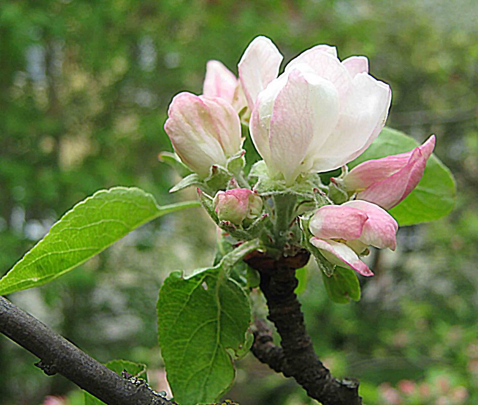 В месяце мае - Елена Семигина