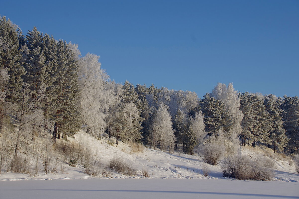 Деревья в снегу - Сергей Швечков Деревья в снегу - Сергей Швечков