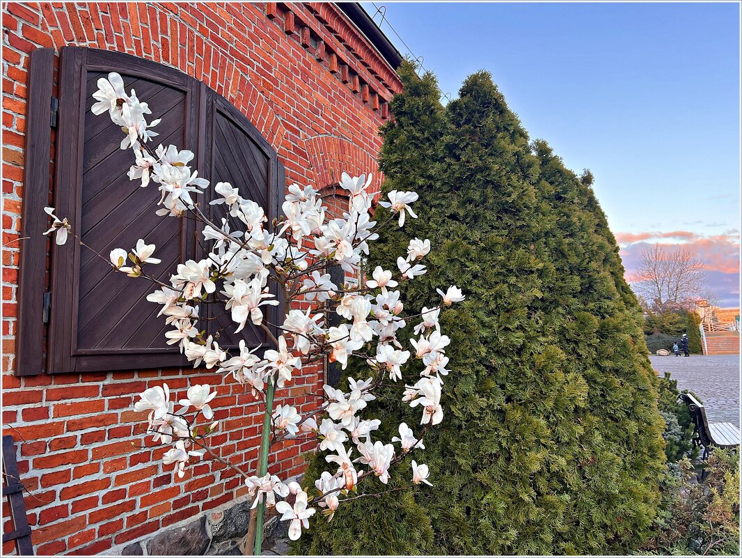 Маленькая звёздчатая магнолия. - Валерия Комова Маленькая звёздчатая магнолия. - Валерия Комова