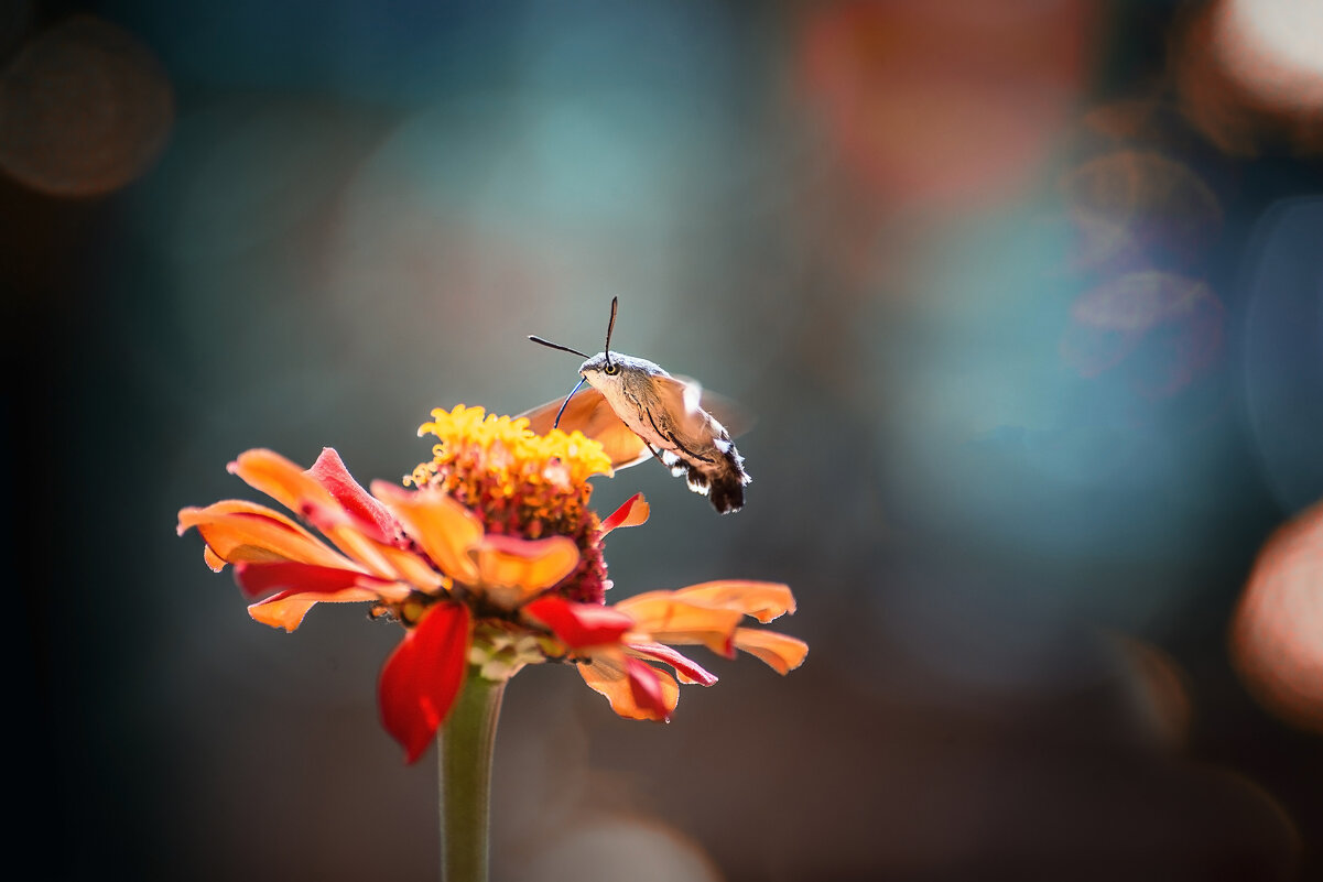 Бражник - Лилия . Бражник - Лилия .