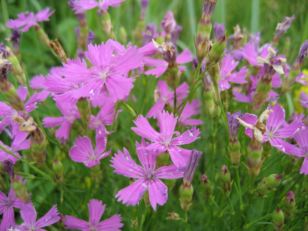 Гвоздика - Anna Ivanova