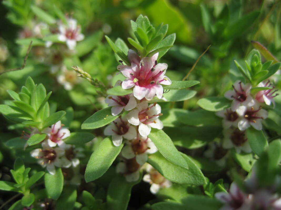 Глаукс приморский - Anna Ivanova