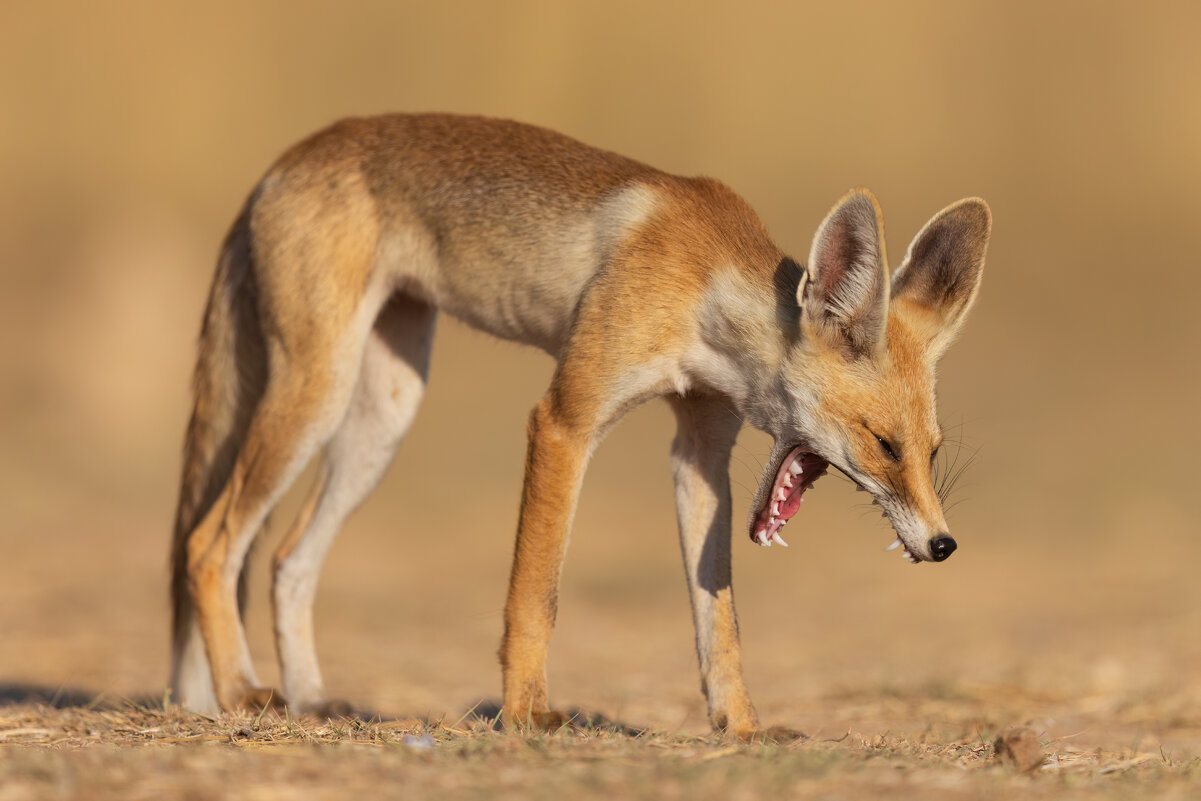 *** - Евгений Фруман *** - Евгений Фруман