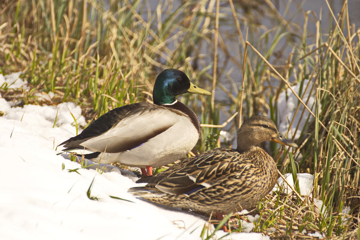 Парочка - Владимир Зырянов