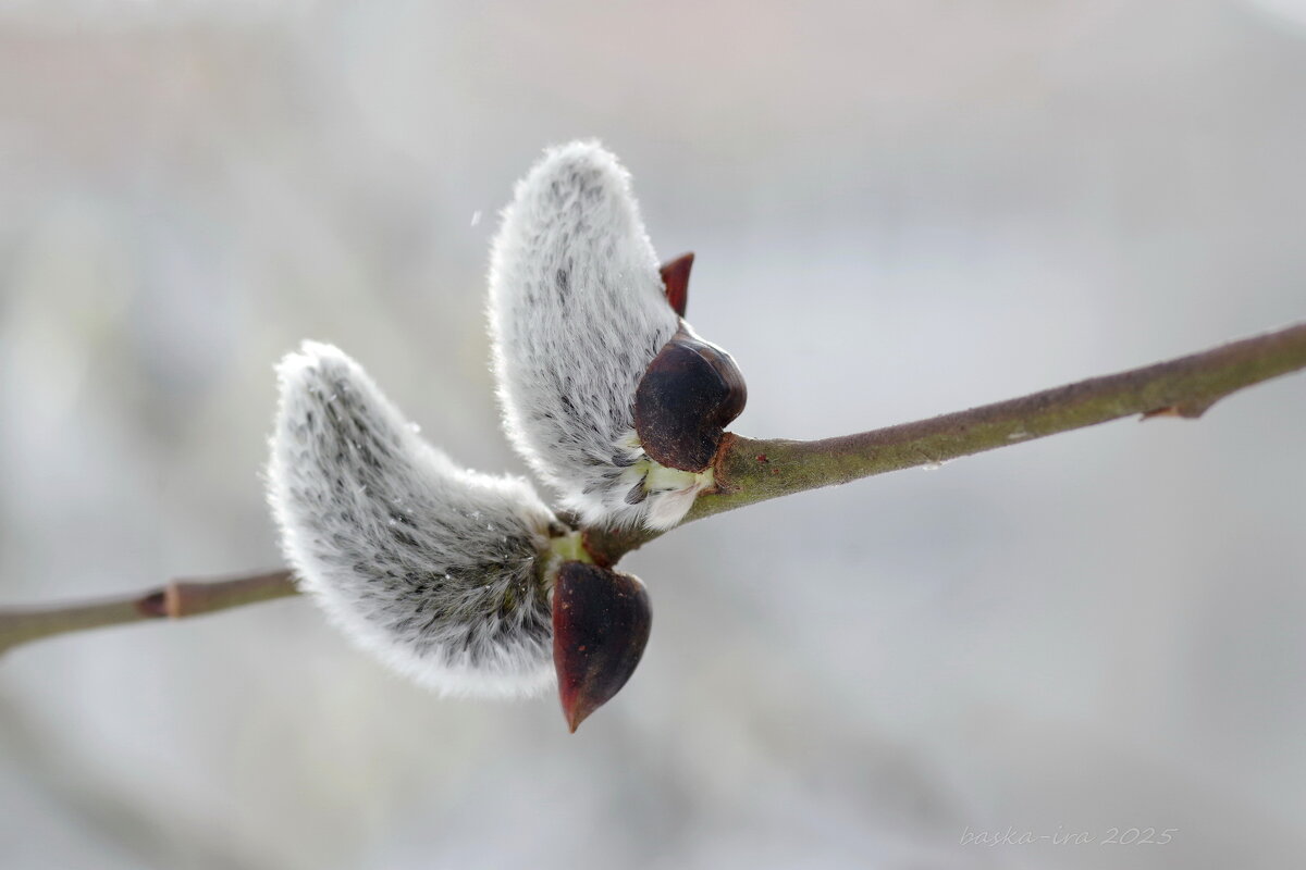 И падал снег в апреле... - Ирина Баскакова