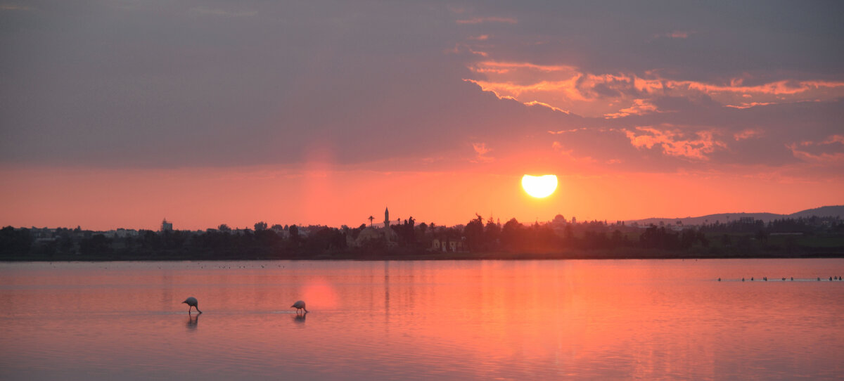 Солёное озеро в Ларнаке. Фламинго - Oleg4618 Шутченко