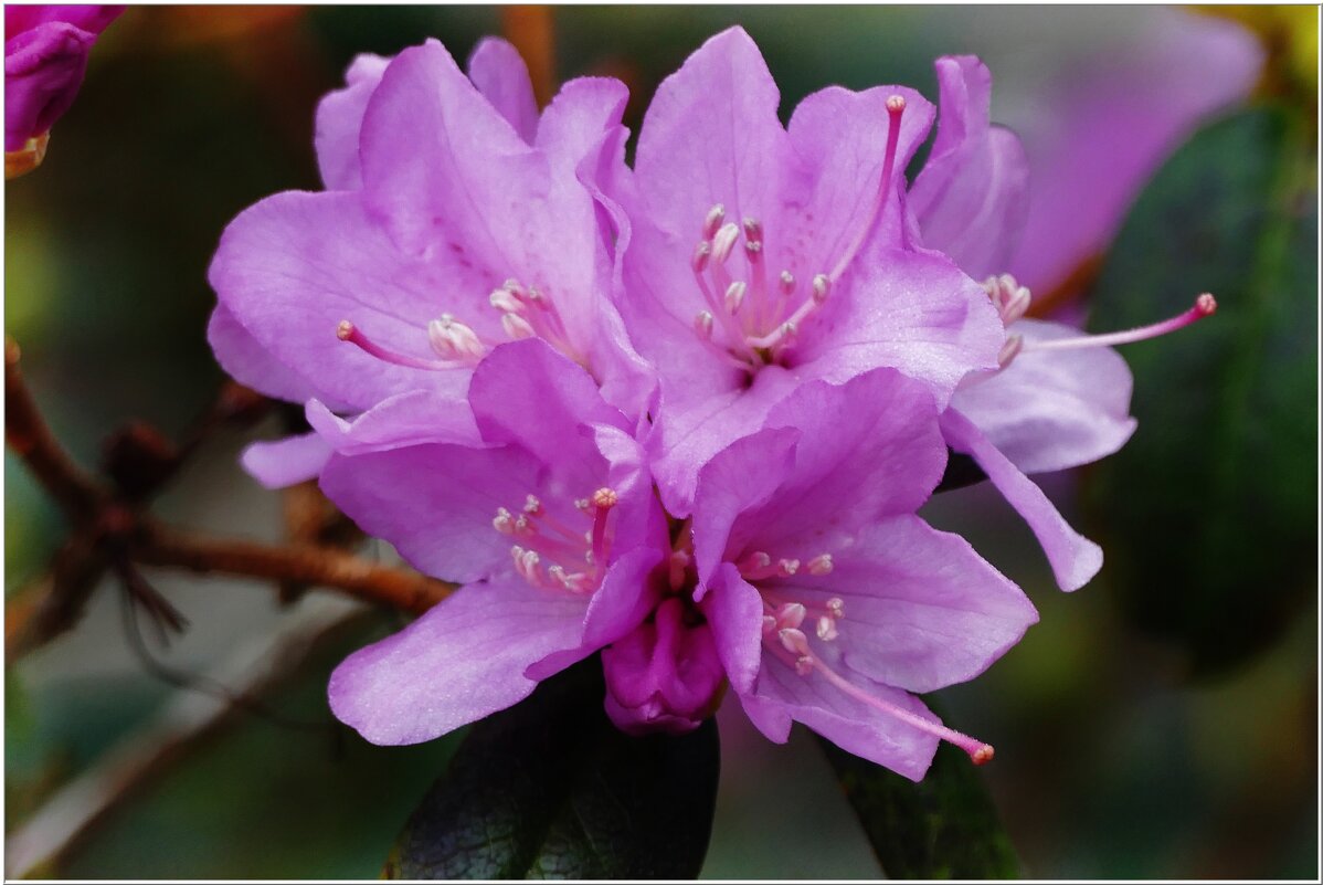 ЭТЮД... - Elvira E. ЭТЮД... - Elvira E.