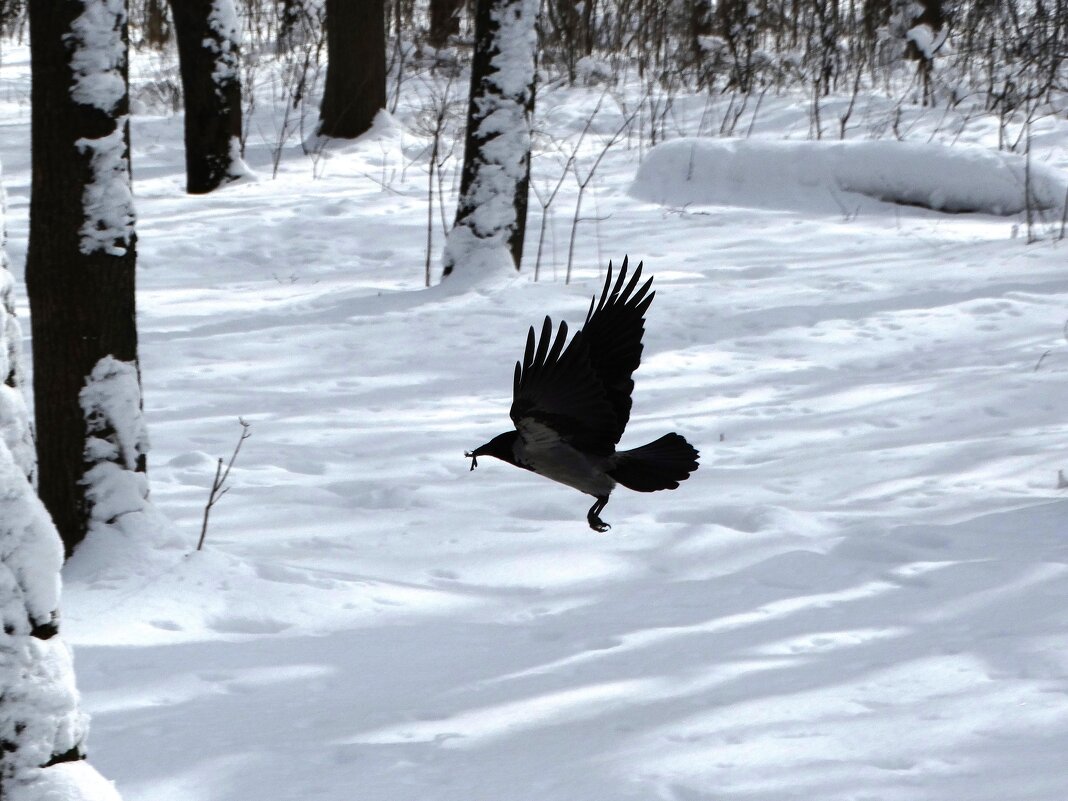 Птичка - svk *