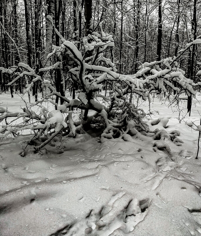 снег в апреле - Наталья Крюкова