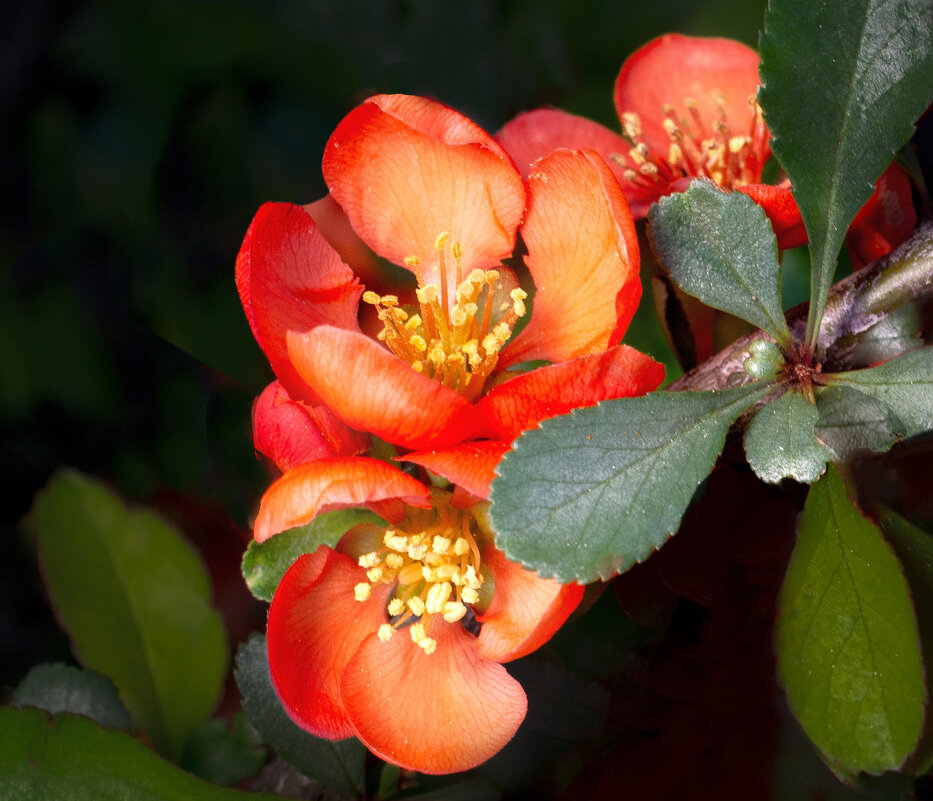 Цветёт айва - Евгений 