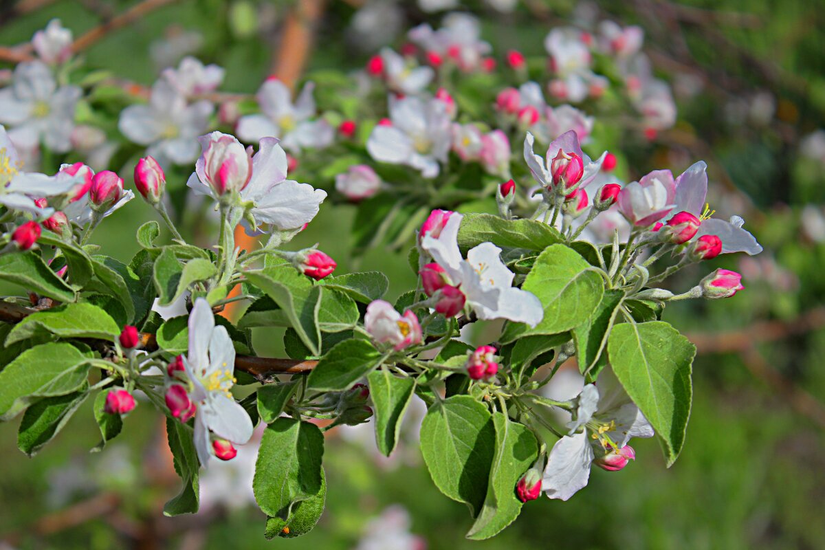 яблоня  в  цвету.. - Николай 