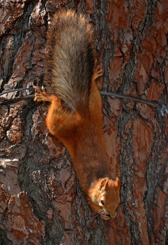 Белка песенки поёт Да орешки всё грызёт - Сергей М Белка песенки поёт Да орешки всё грызёт - Сергей М