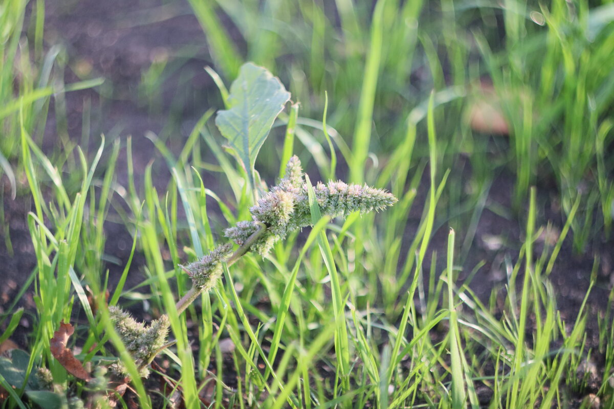 В траве сидел... - Дмитрий Петров