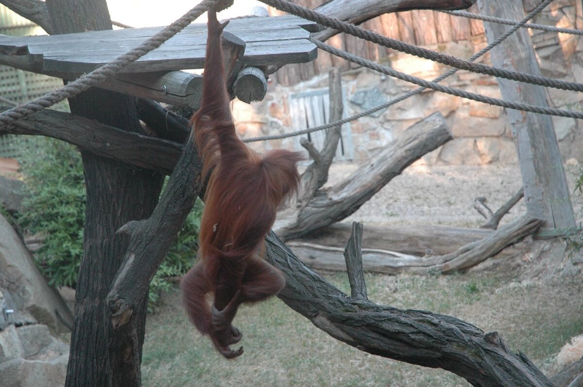 Обезьяна в пражском зоопарке - Alexandra Sakharova