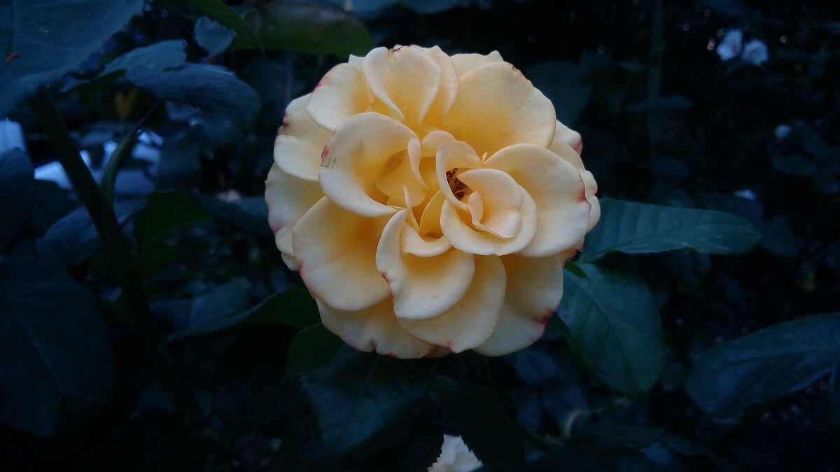 ,,, - Сергей Тимоновский