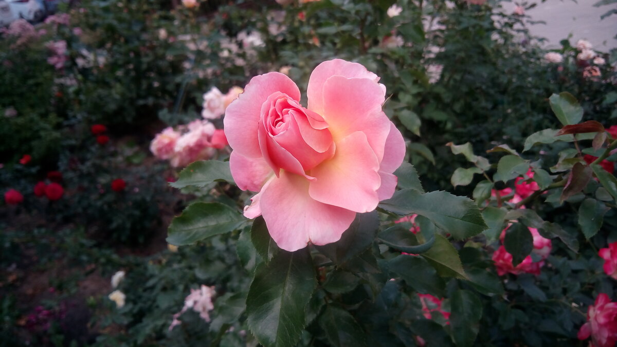 ,,, - Сергей Тимоновский