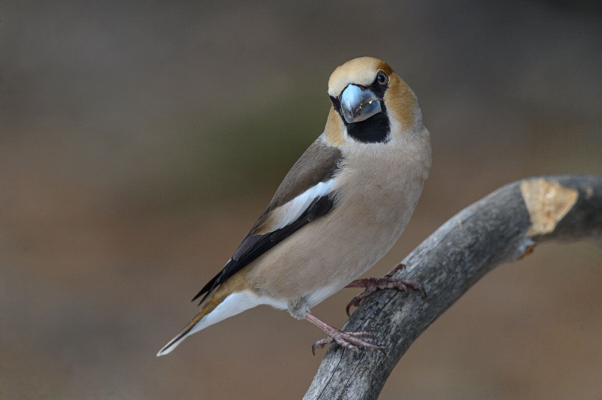 *** - Дмитрий *** - Дмитрий