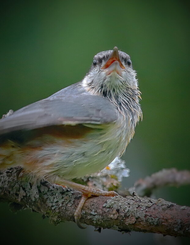 хочу портрет ... - Andrey Bragin 