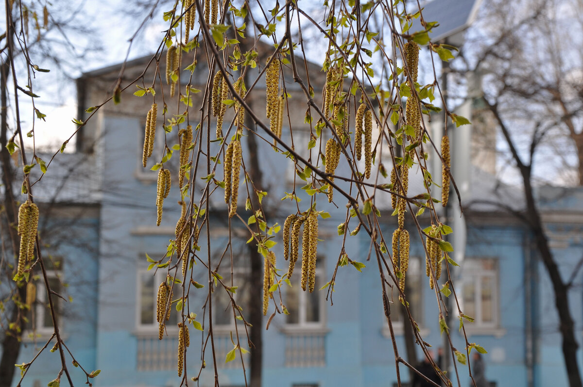 Серёжки берёзки - Татьяна Машошина Серёжки берёзки - Татьяна Машошина