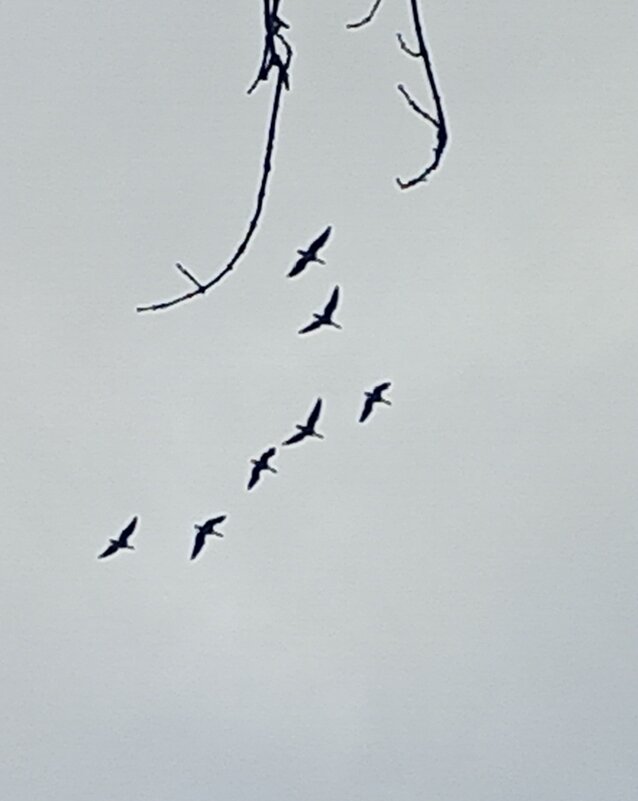 Гуси - Сапсан 