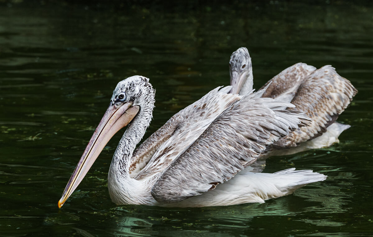 Пеликан - SanSan 