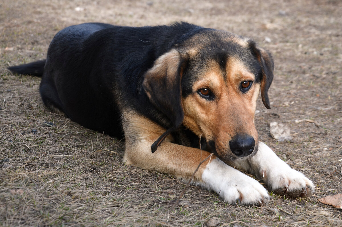 печаль и грусть в глазах твоих - Сергей М 