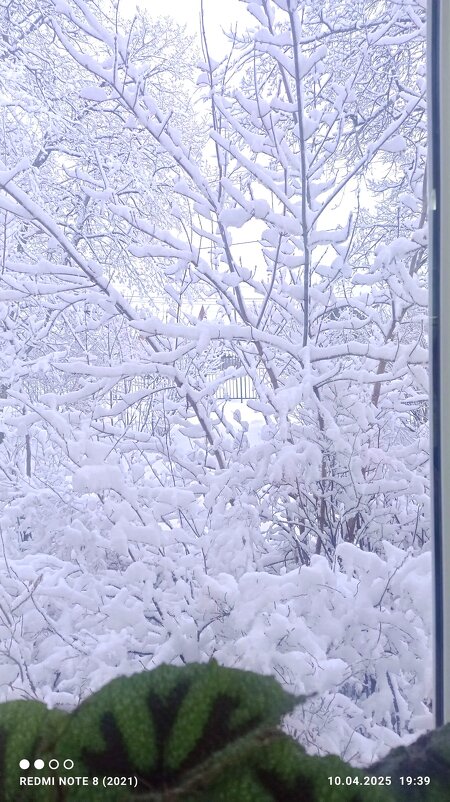 из моего окна..... - Ольга Конькова