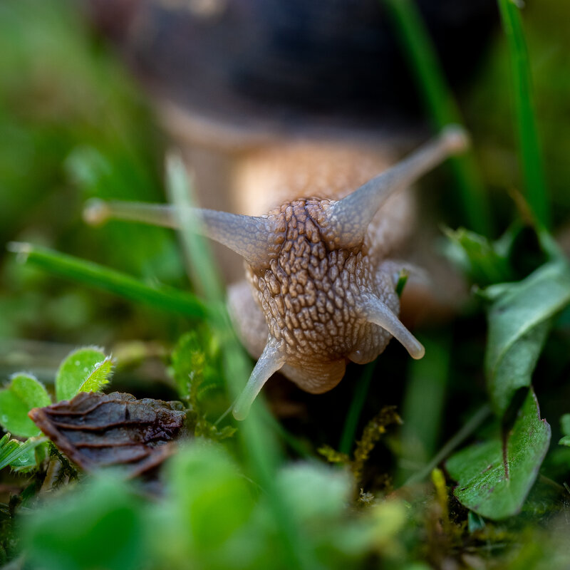 Улитка - Referee (Дмитрий)