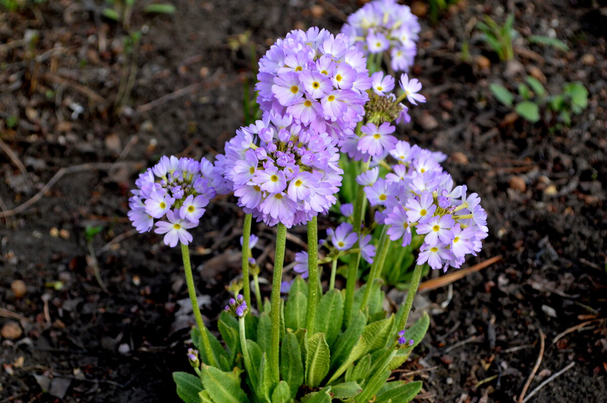 Примула - Татьяна Лютаева