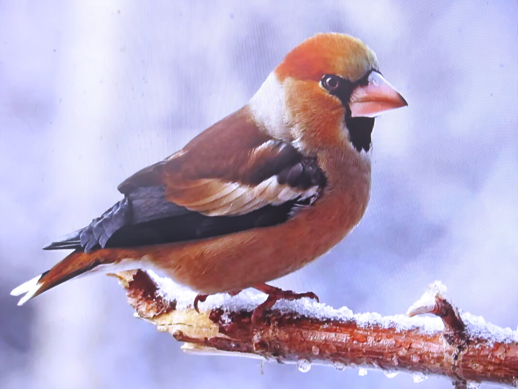 Дубонос прилетел - Людмила Смородинская Дубонос прилетел - Людмила Смородинская