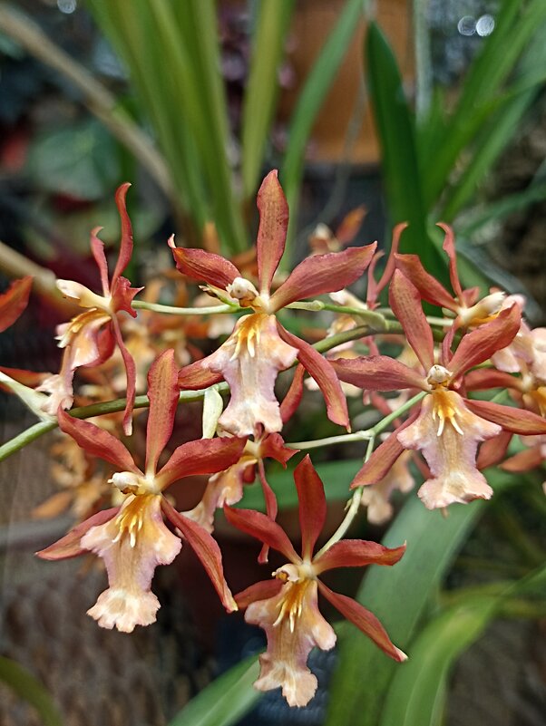 Наипрекраснейшие - Pippa 