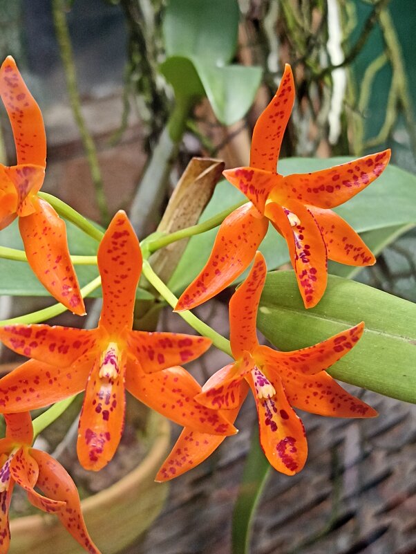 Наипрекраснейшие - Pippa 