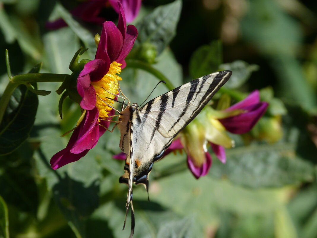 Бабочка  Парусник - Валентин Семчишин