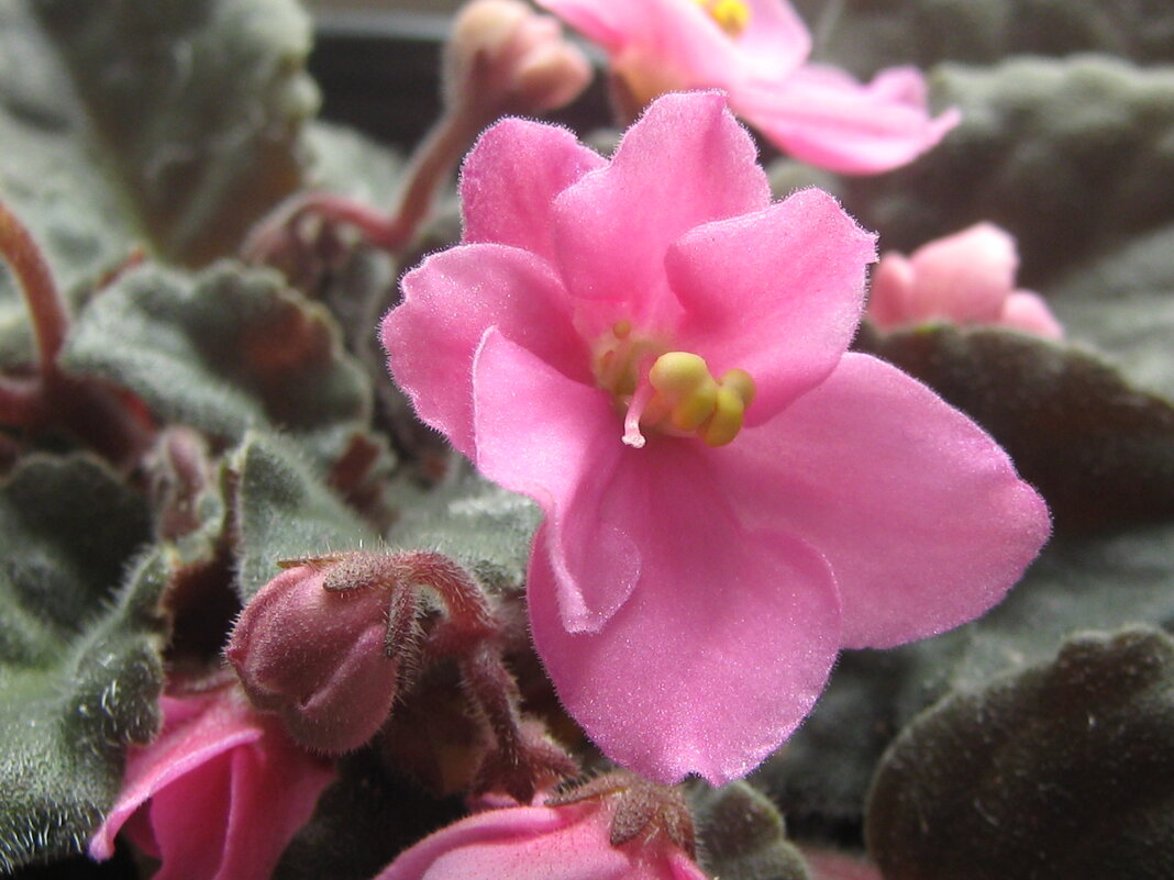 Фиалка проснулась - Елена Семигина