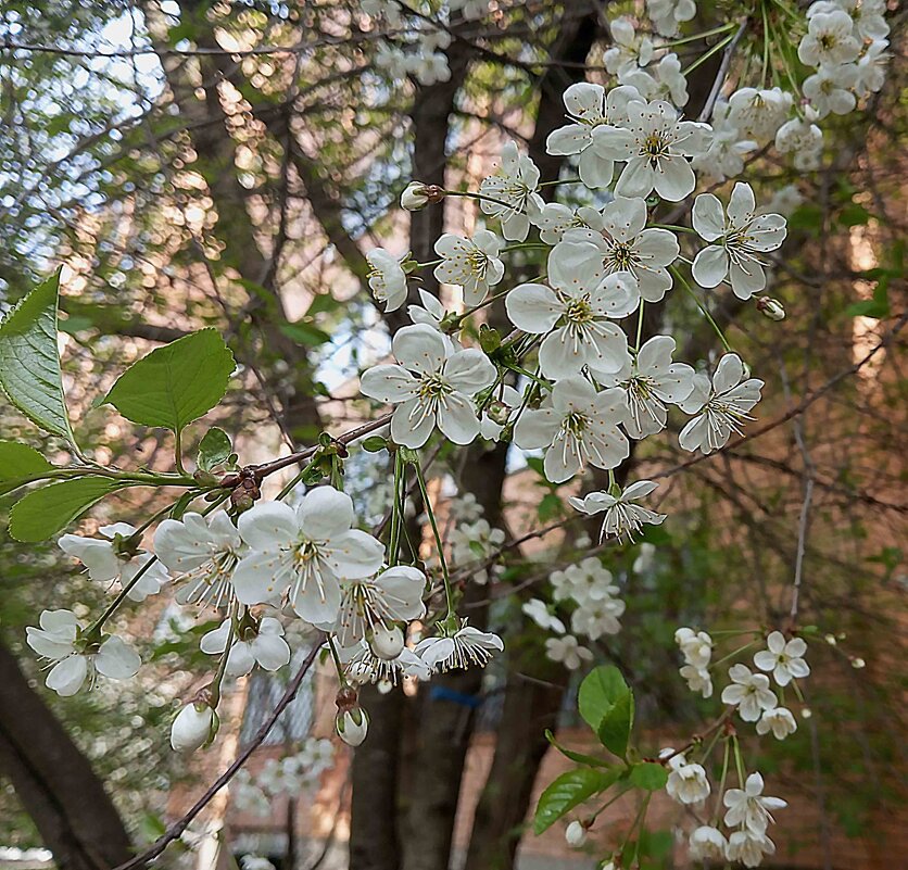 В месяце мае - Елена Семигина