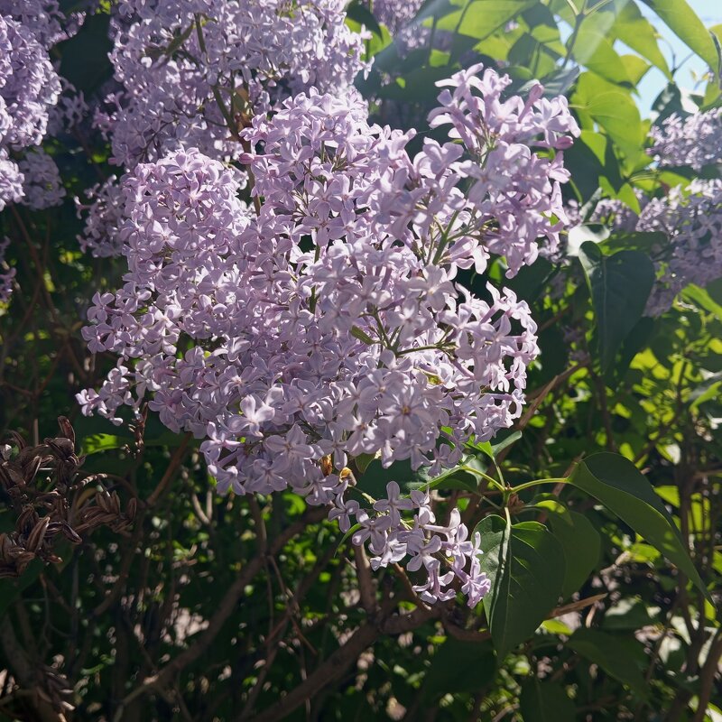 Сирень - Елена Семигина Сирень - Елена Семигина