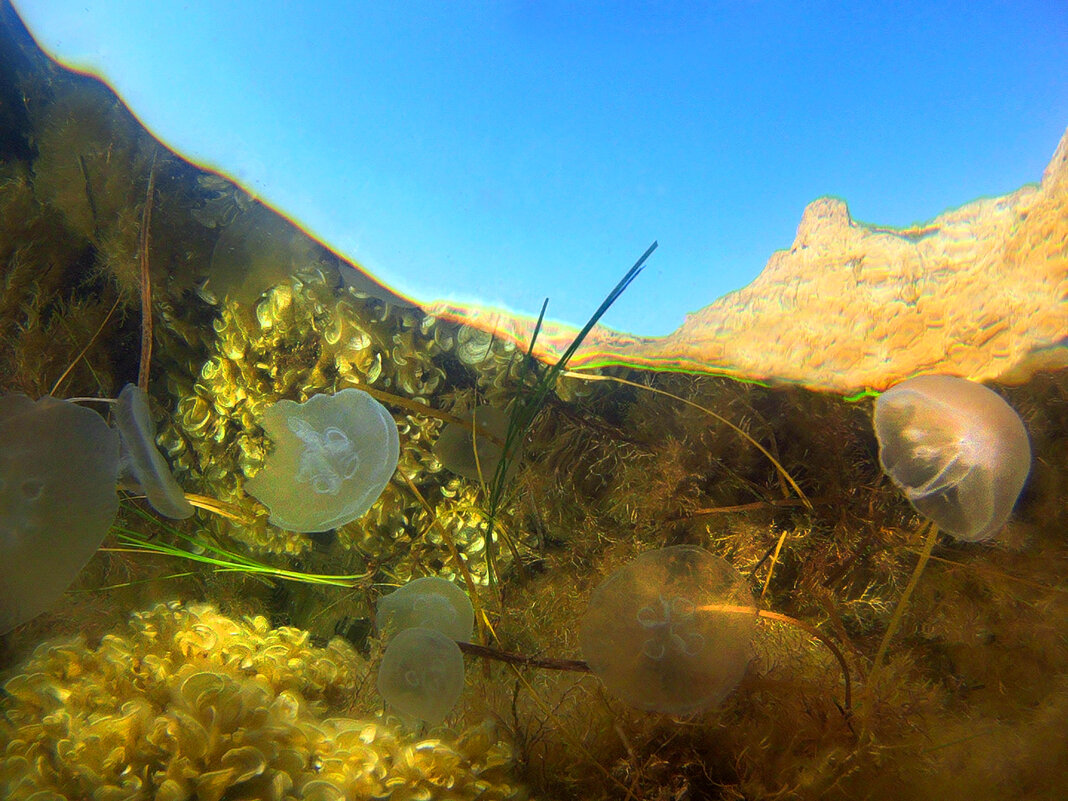Подводный мир - Геннадий Валеев Подводный мир - Геннадий Валеев